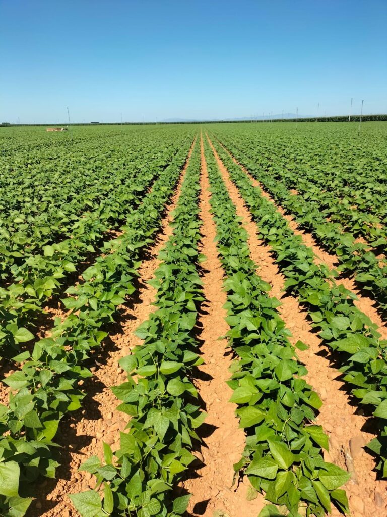 campo de cultivo