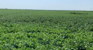 legumbres creciendo en el campo